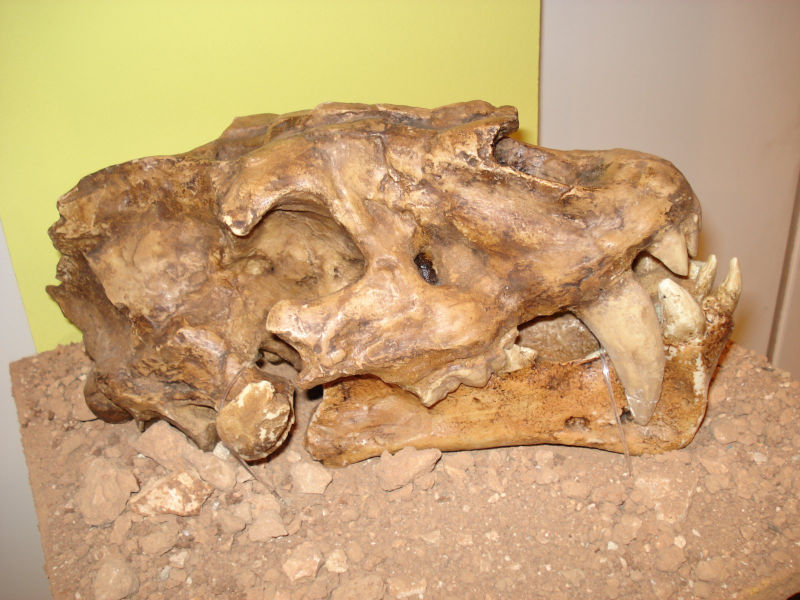 fa_un_milio_anys_europa_a_calella_800x600.jpg