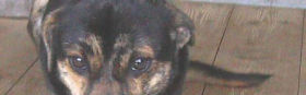 luan_280x87.jpg